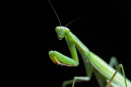 Praying Mantis on black background, closeup of photoの写真素材