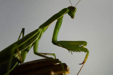 Praying Mantis (Mantis religiosa) on gray background, closeup of photo. Macro shot.の写真素材