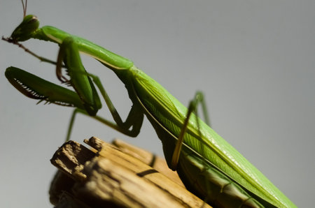 Praying Mantis (Mantis religiosa) on gray background, closeup of photo. Macro shot.の写真素材