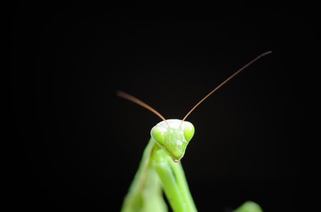 Praying Mantis, close up of a praying mantisの写真素材