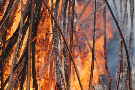 Burning dry grass in the forest during the summer, closeupの写真素材