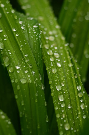 Water droplets on green grass. Macro shot. Shallow depth of field.の写真素材