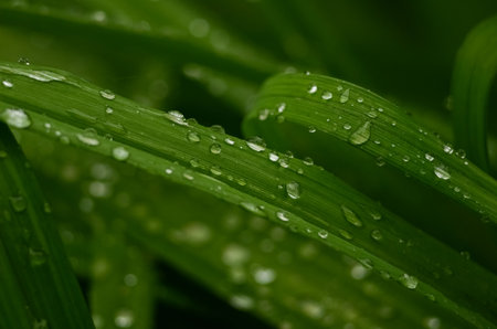 Water droplets on green grass. Nature background. Selective focus.の写真素材