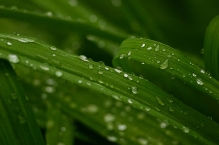 water drops on green grass macro close up background high quality big size printの写真素材