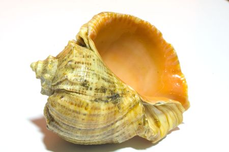 cockleshell on a white backgroundの写真素材