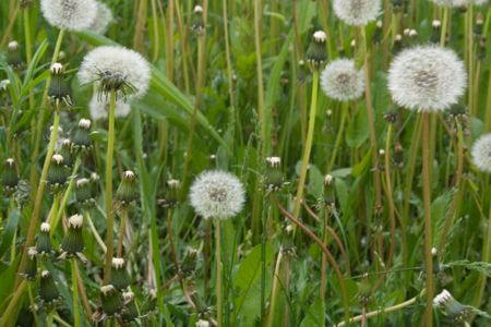 dandelions on a green lawnの写真素材