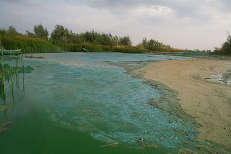 contamination of the river oystergreensの写真素材