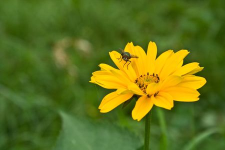 flower and fly on the zeletom fieldの写真素材