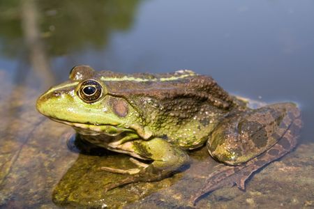 a toad floating on a logの写真素材
