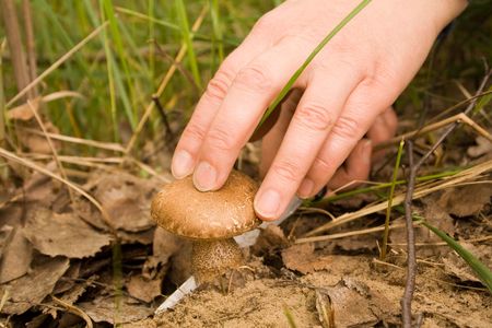 there is the cut away mushroom in-fieldの写真素材