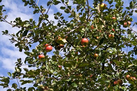 an apple-tree branch is in a gardenの写真素材