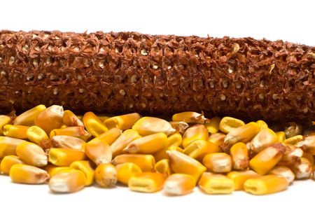 corn on a white backgroundの写真素材