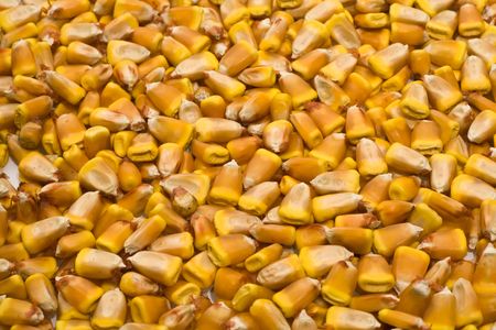grains of corn are in a large numberの写真素材