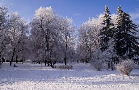 winter park in a frosty dayの写真素材