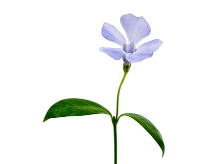 dark blue flower on a white backgroundの写真素材