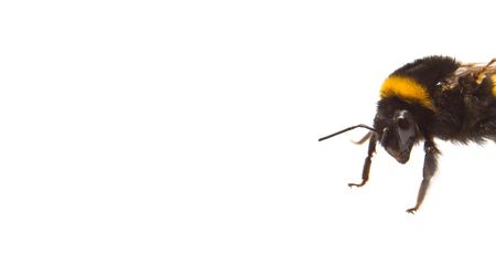 enormous fluffy bumble-bee on a white backgroundの写真素材