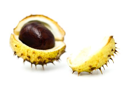 chestnut in a skin on a white backgroundの写真素材