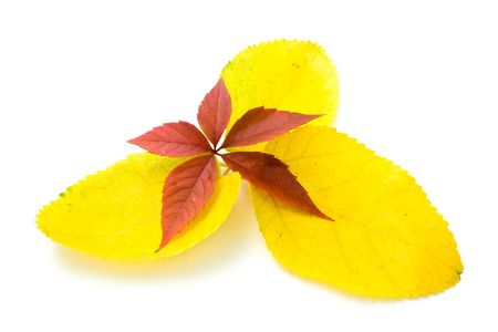 yellow and red leaves on a white backgroundの写真素材
