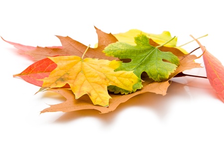 leaves on a white background の写真素材