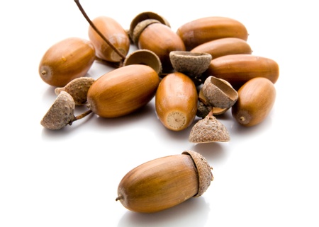 acorns on a white background の写真素材