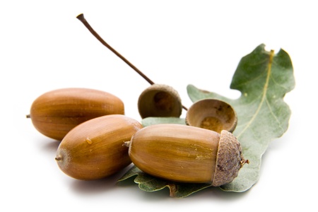 acorns on a white background の写真素材
