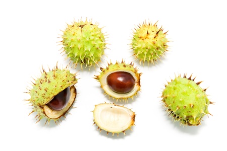 chestnuts on a white backgroundの写真素材