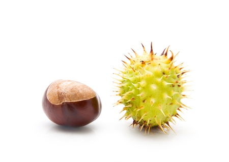 chestnuts on a white background の写真素材