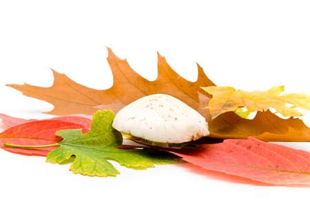leaves on a white background 
の写真素材