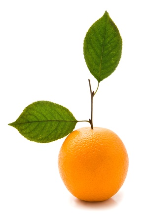 orange on a white backgroundの写真素材