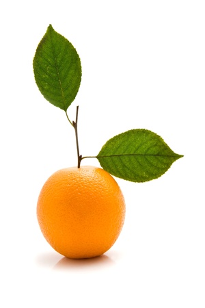 orange on a white backgroundの写真素材