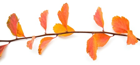branch with a foliage on a white background の写真素材