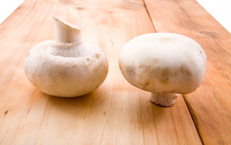 mushrooms on a white background の写真素材