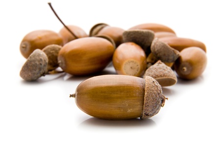 acorns on a white backgroundの写真素材