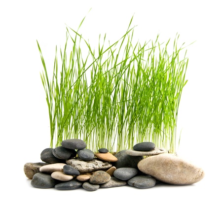 grass and stone on a white background の写真素材