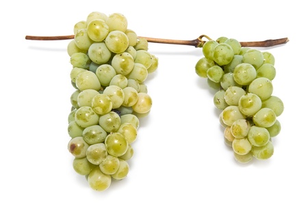 vine on a white backgroundの写真素材