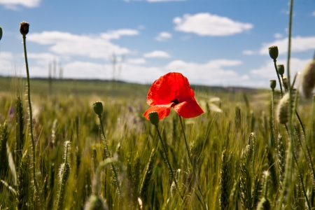 red poppy on the green fieldの写真素材