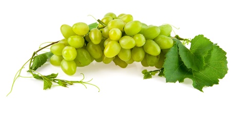 vine on a white backgroundの写真素材