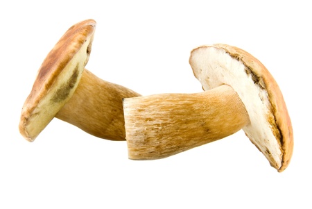 mushrooms on a white background の写真素材