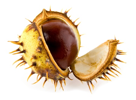 chestnut on a white background 
の写真素材
