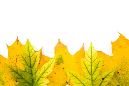 leaves on a white background の写真素材