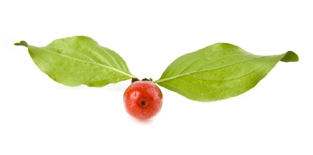 kizil on a white backgroundの写真素材