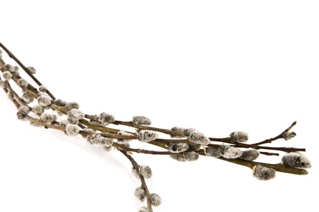 pussy willows branches on a white backgroundの写真素材
