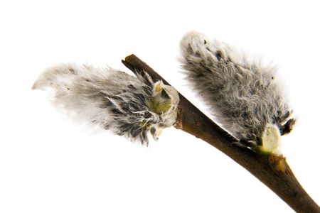 pussy willows branches on a white backgroundの写真素材