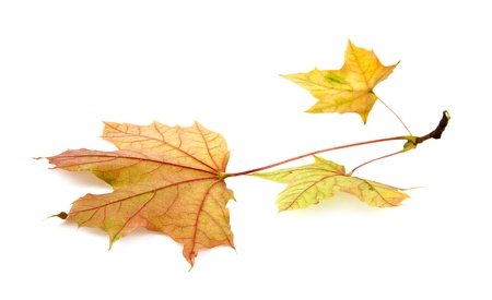 yellow leaves on a white background
