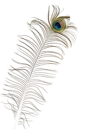 feather of peacock on a white backgroundの写真素材