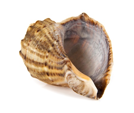 shell on a white background