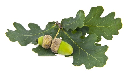 acorns on a white backgroundの写真素材