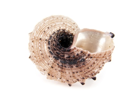 cockleshell on a white background