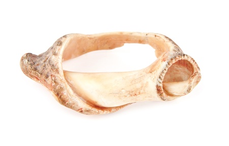 cockleshell on a white background