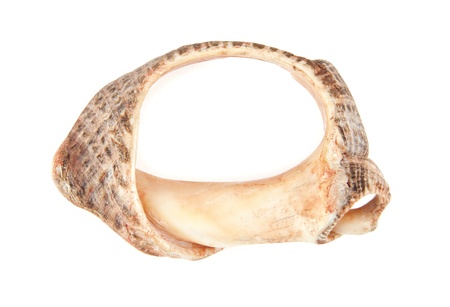 cockleshell on a white background